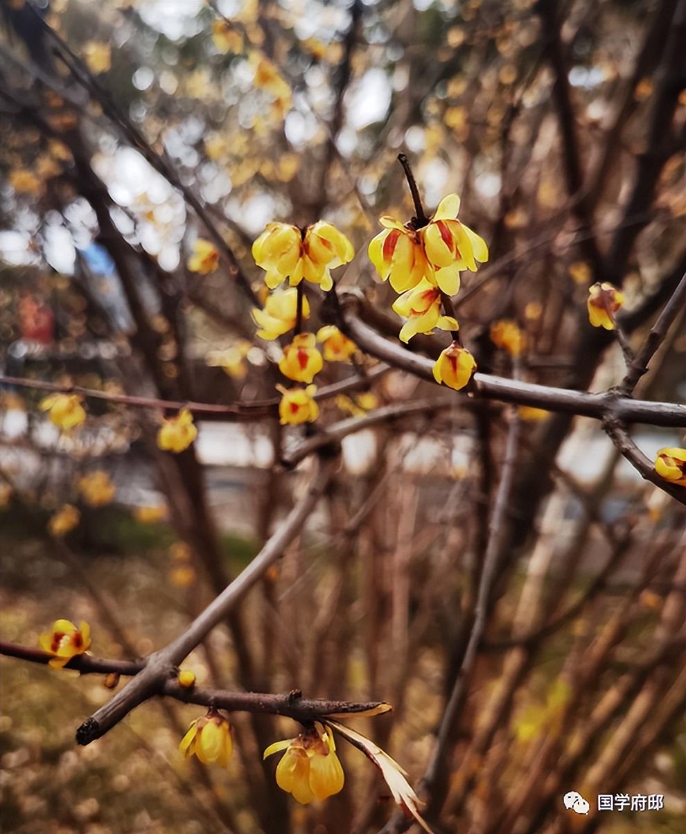 冬天优美的雪花诗句（遇见唯美的冬日诗词）