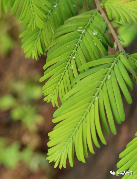 赞美父亲诗句大全（十首诗词感受父爱如山）