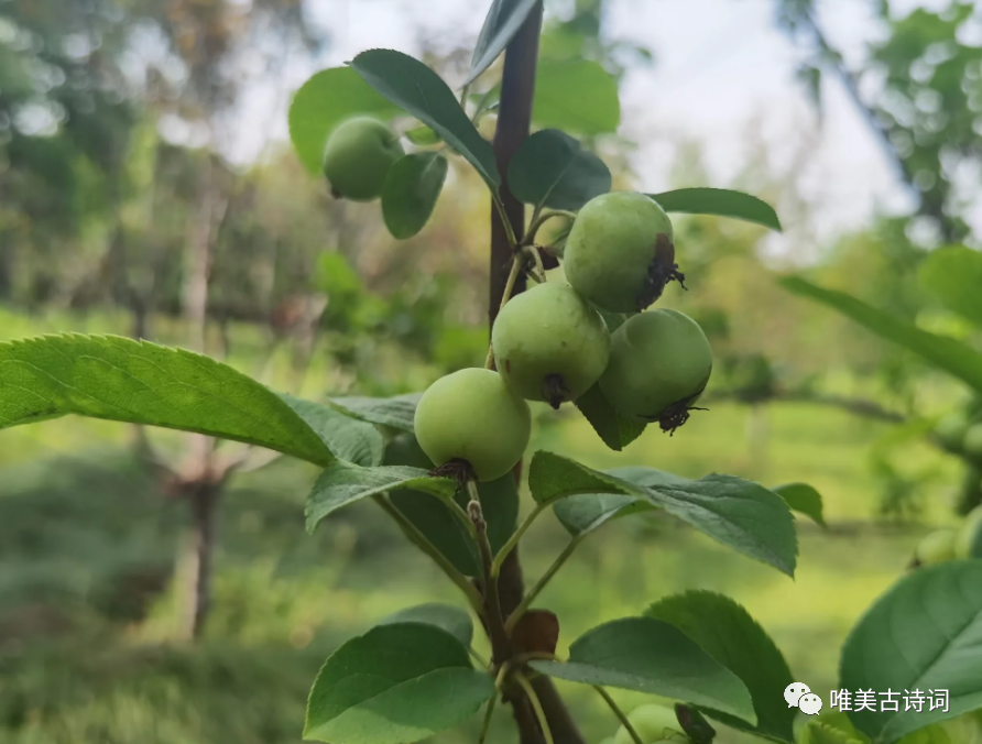 赞美父亲诗句大全（十首诗词感受父爱如山）