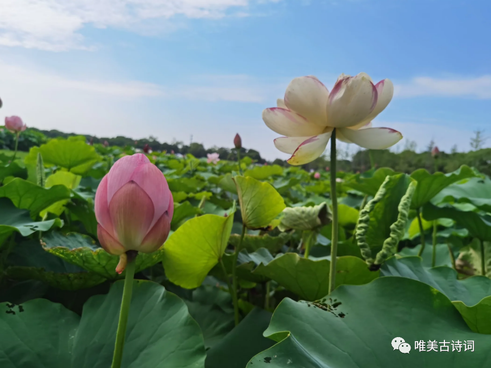 夏天绝美诗句鉴赏（关于仲夏的唯美诗句）