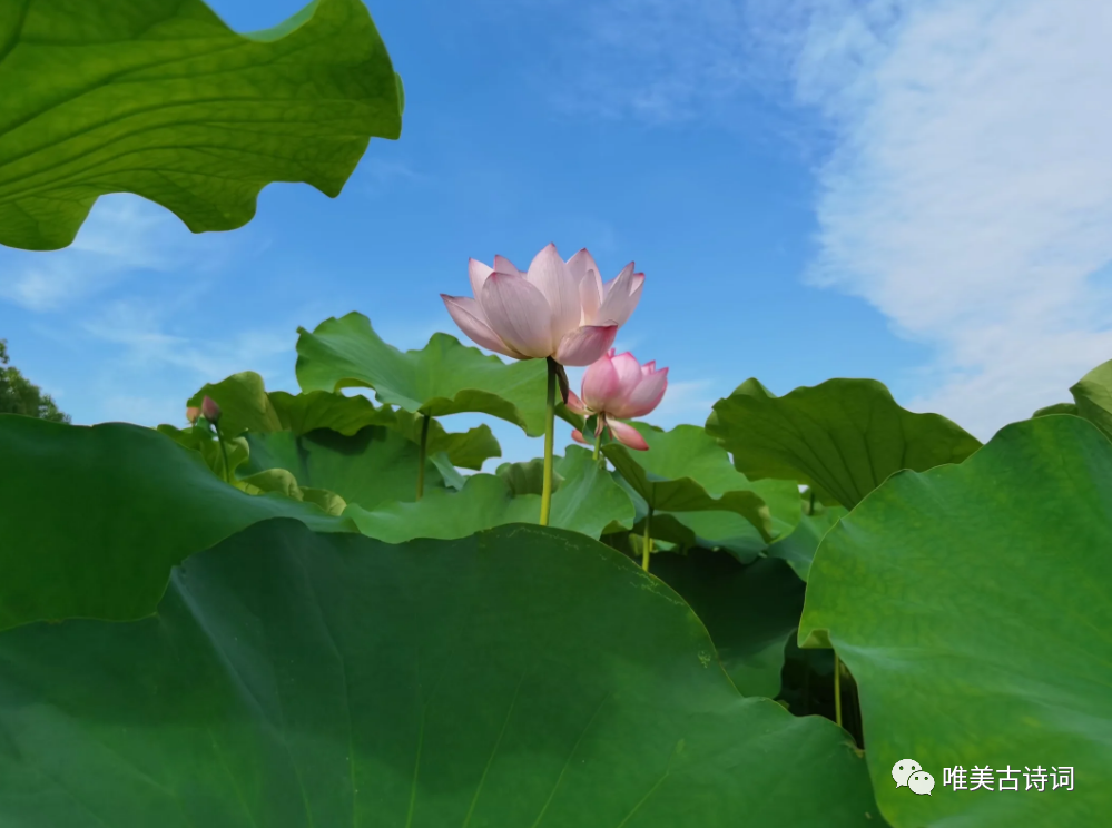 夏天绝美诗句鉴赏（关于仲夏的唯美诗句）