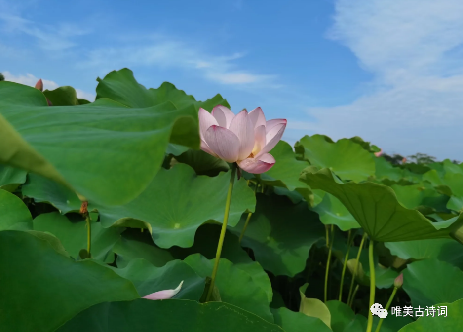 夏天绝美诗句鉴赏（关于仲夏的唯美诗句）