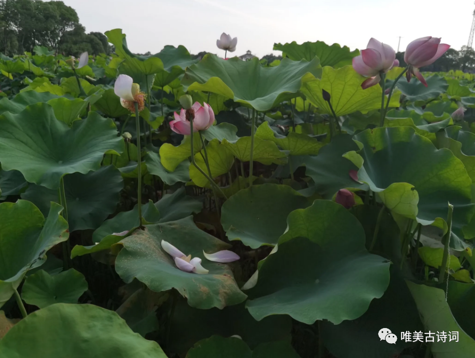 夏天绝美诗句鉴赏（关于仲夏的唯美诗句）