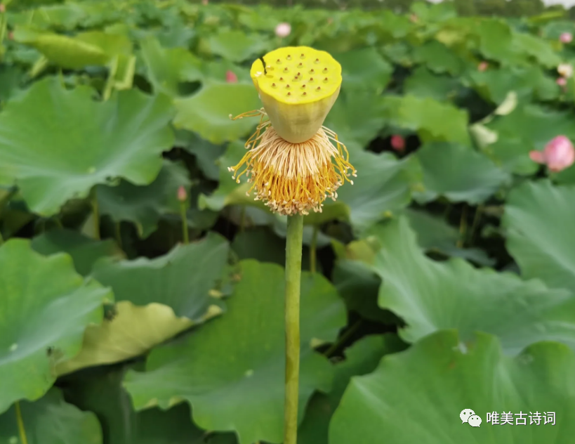 夏天绝美诗句鉴赏（关于仲夏的唯美诗句）