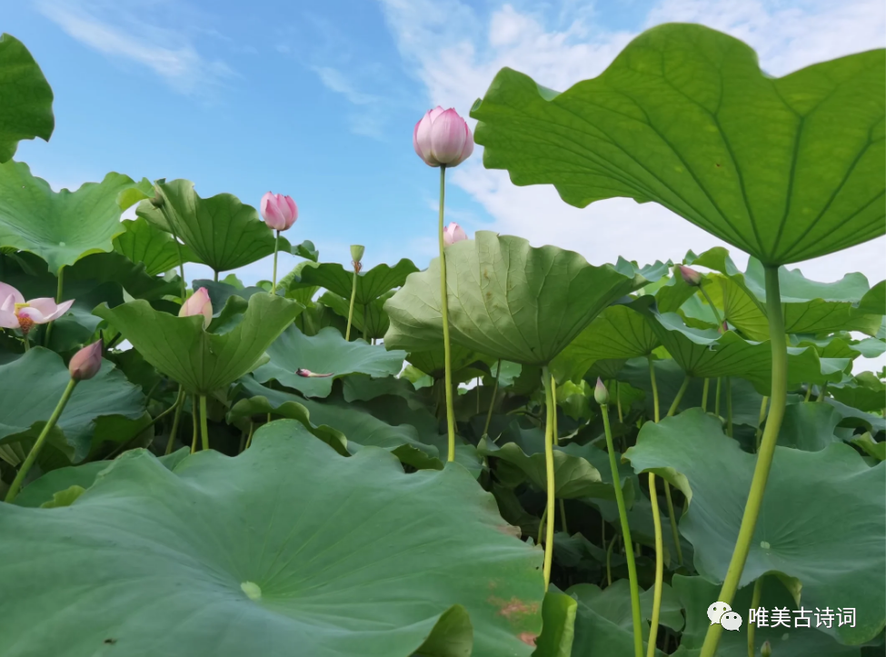 夏天绝美诗句鉴赏（关于仲夏的唯美诗句）