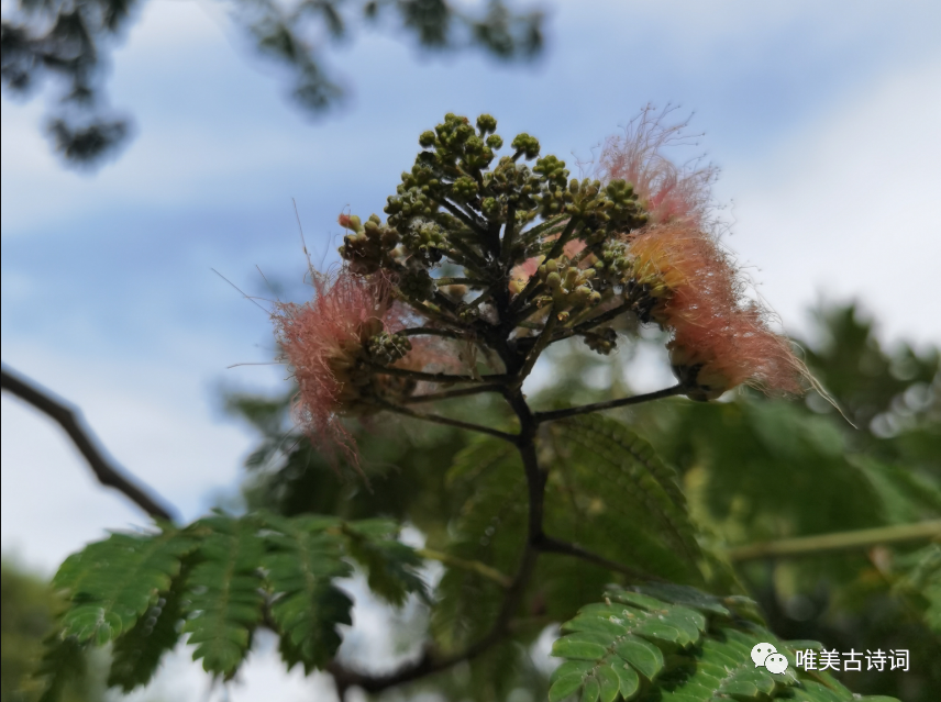 描写盛夏的惊艳古诗句（唯美的夏日诗词）