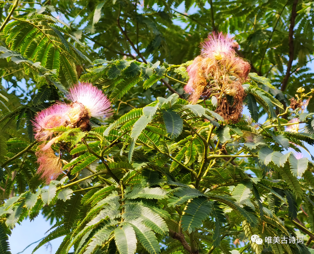 描写盛夏的惊艳古诗句（唯美的夏日诗词）