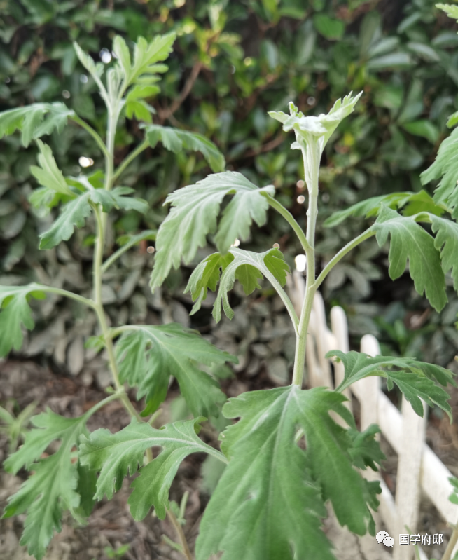 关于端午节祝福诗词赏析（唯美的端午诗词）