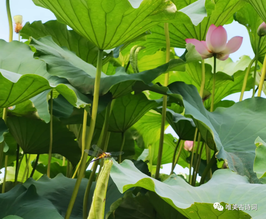 形容盛夏的优美诗句（经典的夏日诗词）