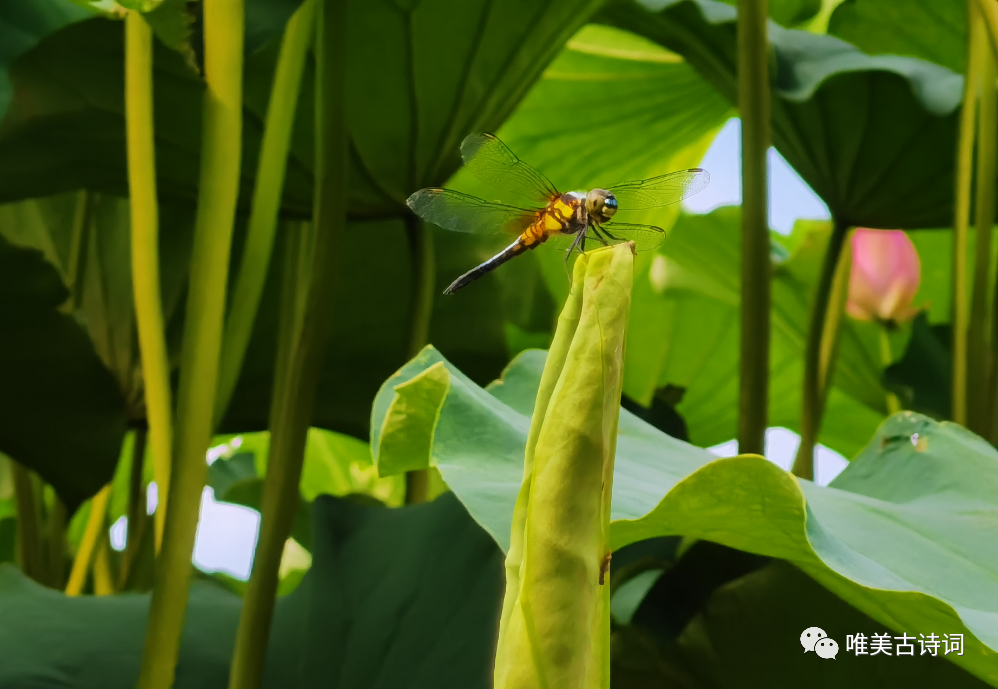 形容盛夏的优美诗句（经典的夏日诗词）