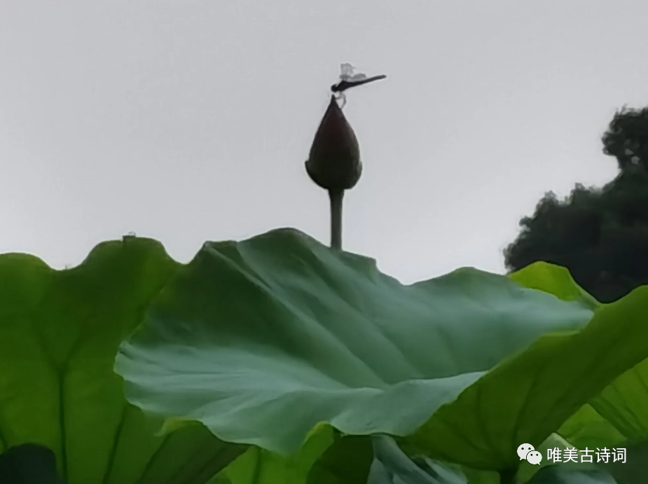 形容盛夏的优美诗句（经典的夏日诗词）