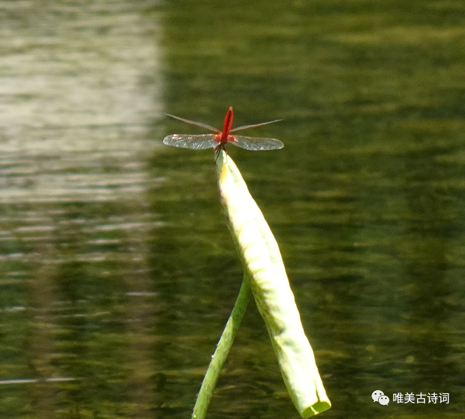 形容盛夏的优美诗句（经典的夏日诗词）