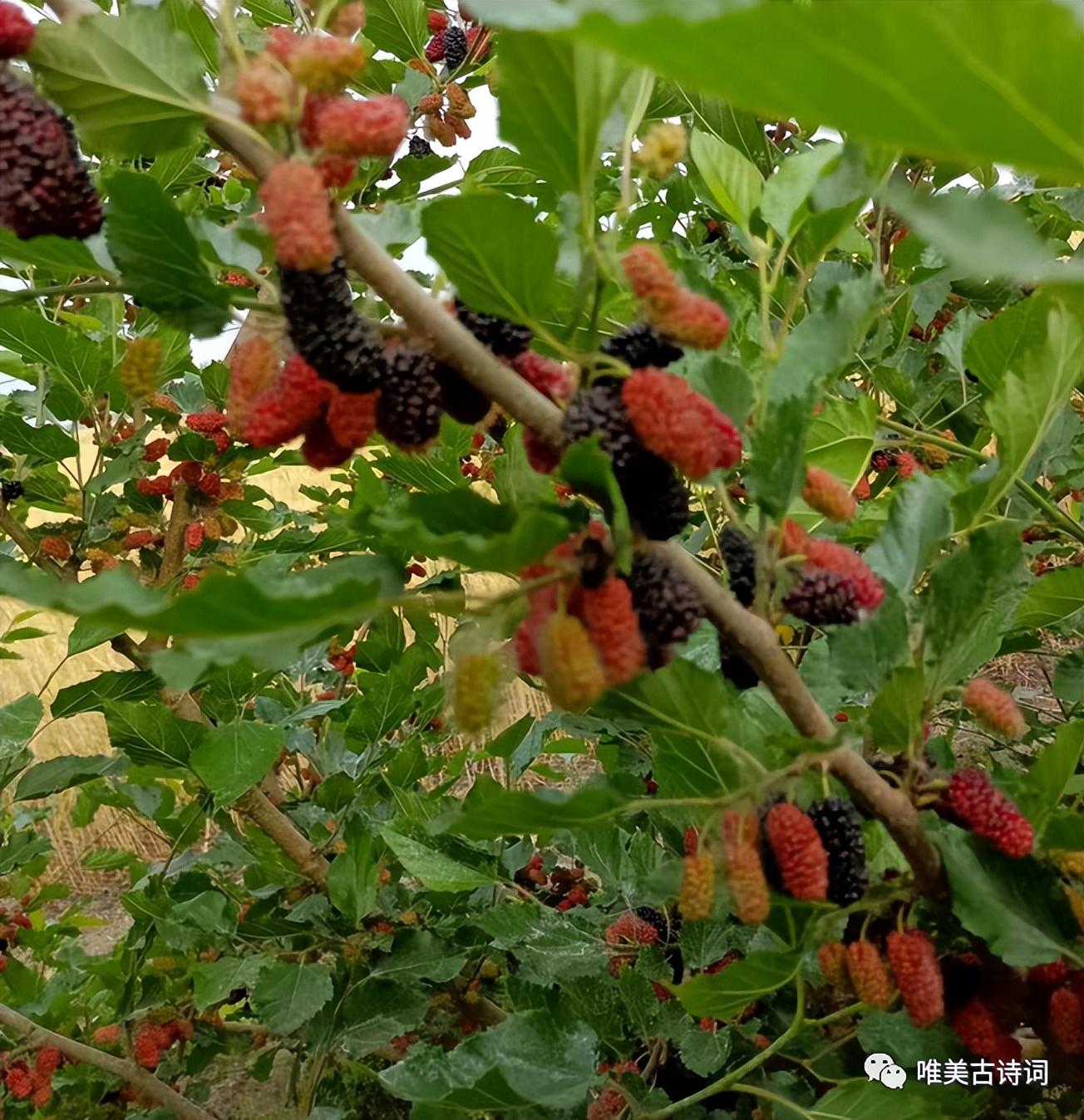 形容盛夏的优美诗句（桑葚的夏日诗词）