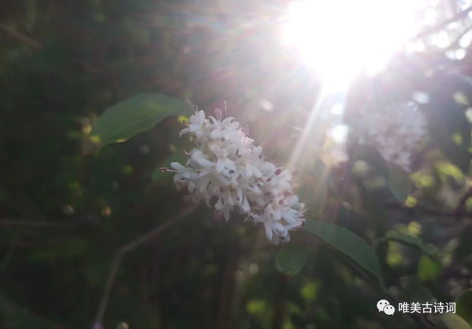 描写夏天的唯美诗词赏析（女贞花的夏日诗词）