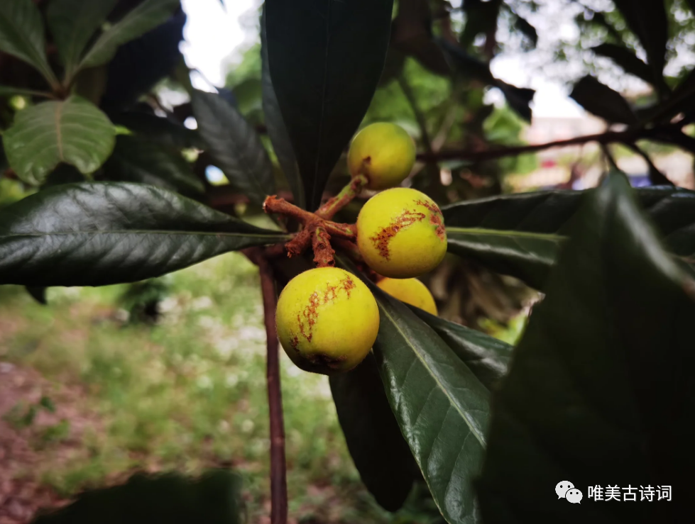 关于初夏的唯美古诗词（枇杷优美的夏日诗词）