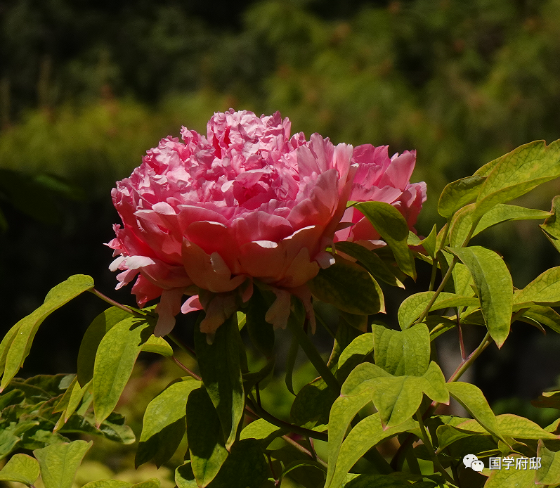 描写夏天景象的诗句（芍药花唯美初夏诗词）