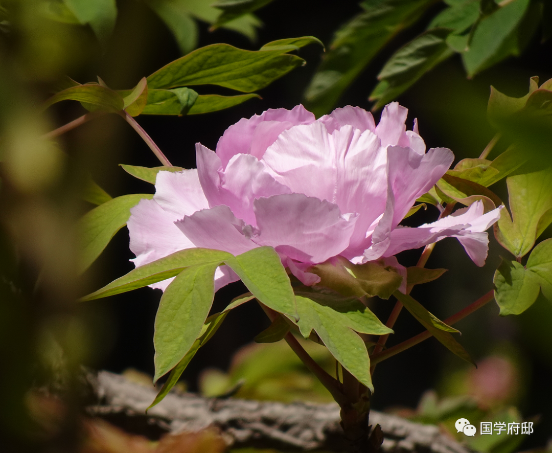 描写夏天景象的诗句（芍药花唯美初夏诗词）