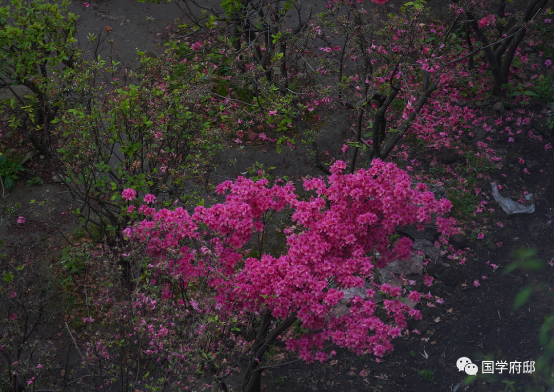 春天唯美诗词大全（适合春天的唯美诗句）