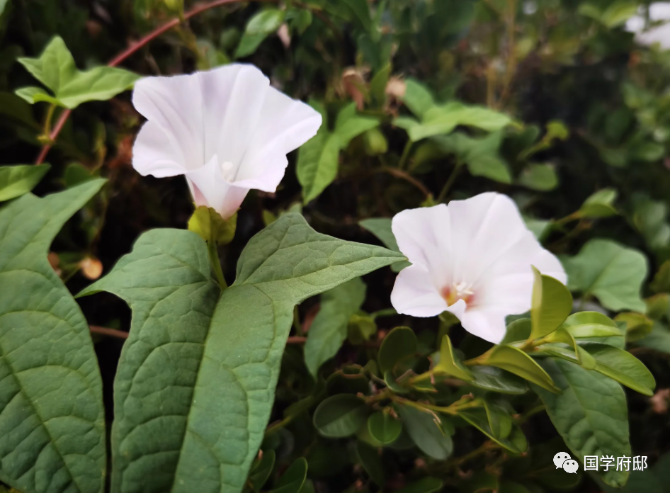 春天唯美诗词大全（春末夏初诗词）