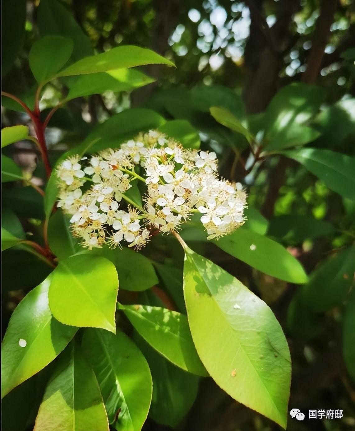 描写暮春的古诗赏析（石楠花暮春诗词）