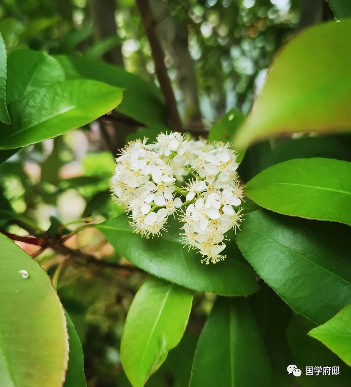 描写暮春的古诗赏析（石楠花暮春诗词）