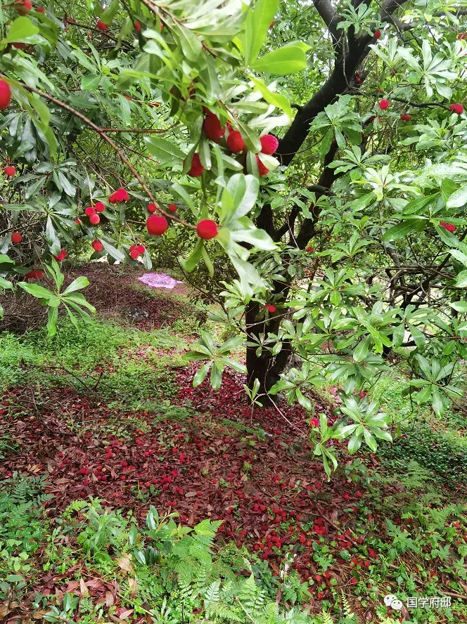 描写南方梅雨季节的诗句（梅雨时节诗词）