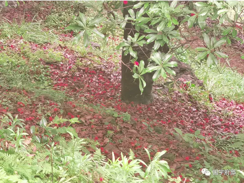 描写南方梅雨季节的诗句（梅雨时节诗词）