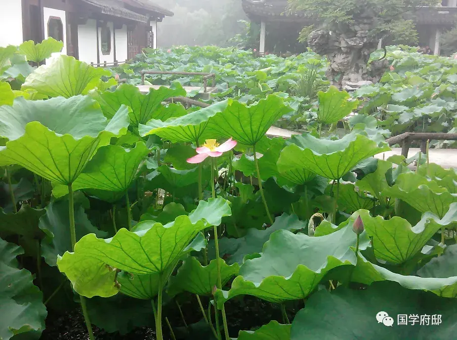 唯美的四月诗词赏析（形容四月春天的美好诗句）