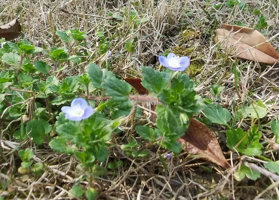 赞美小野花的诗词古句（夏日野花古诗词）