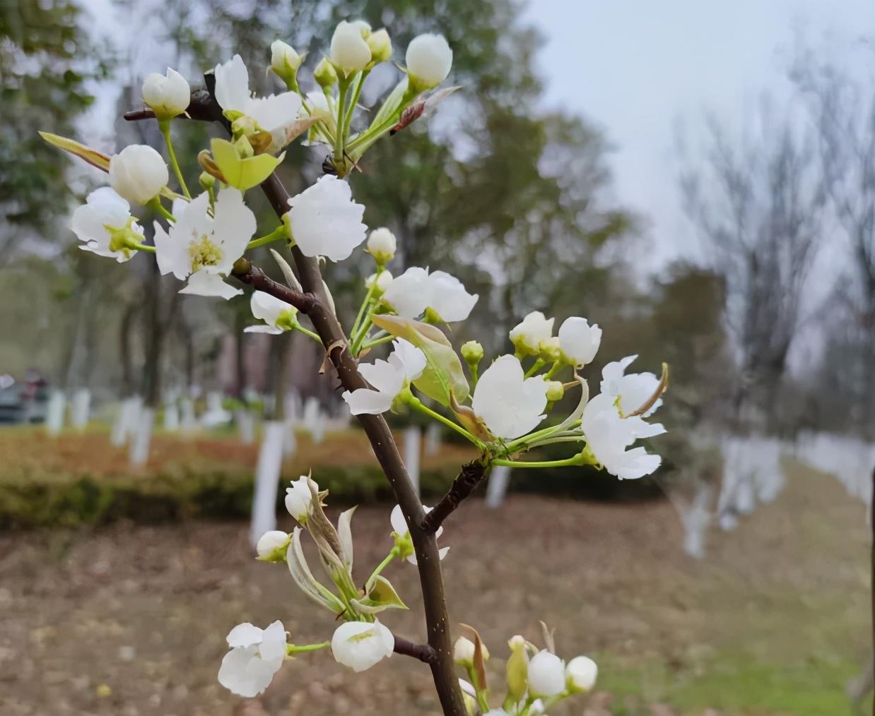 赞美小野花的诗词古句（夏日野花古诗词）