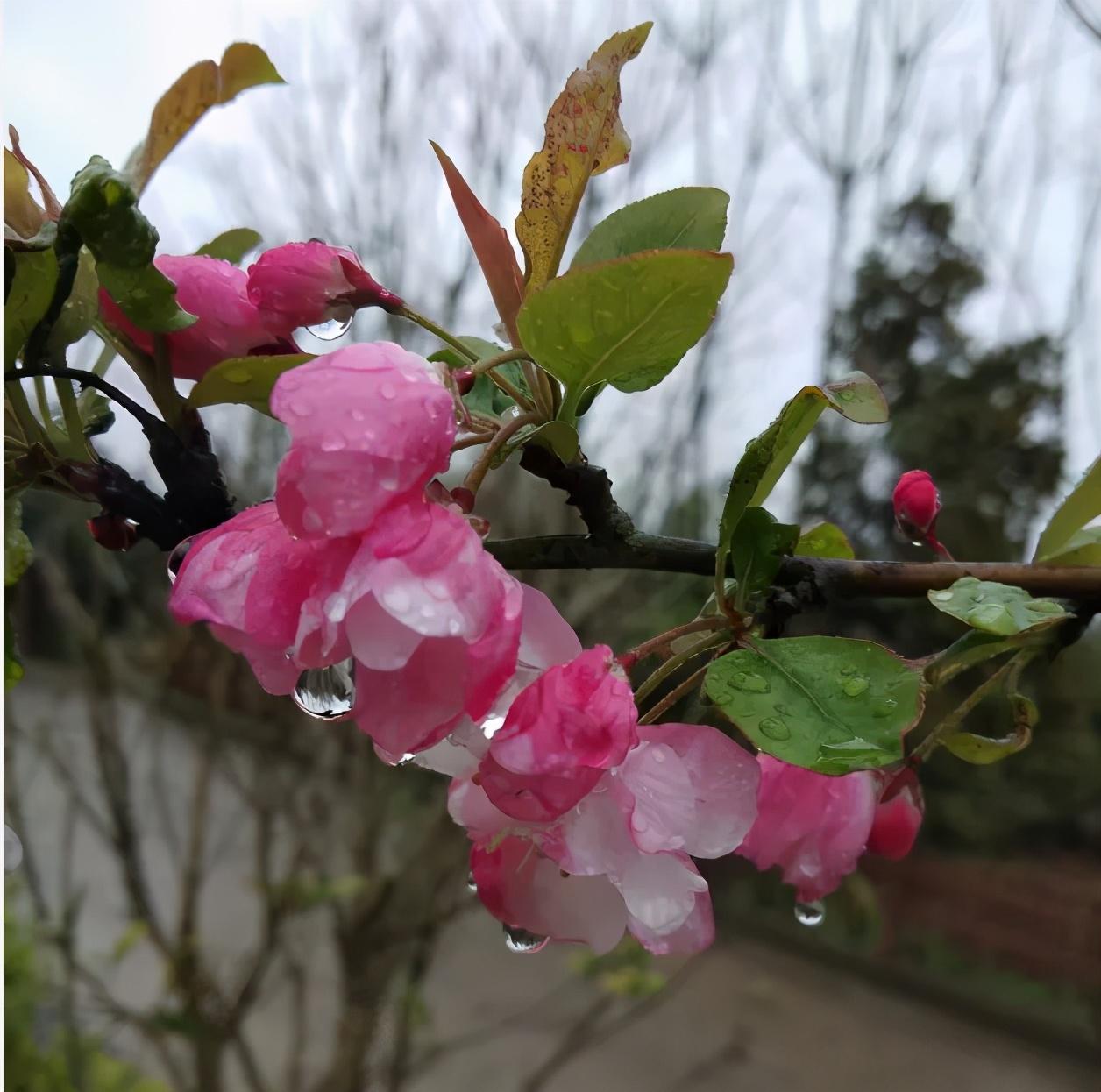 赞美小野花的诗词古句（夏日野花古诗词）