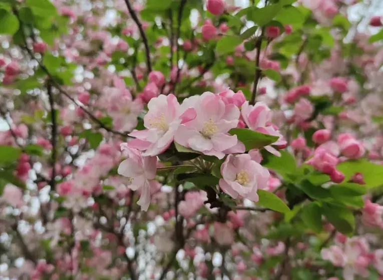 赞美小野花的诗词古句（夏日野花古诗词）