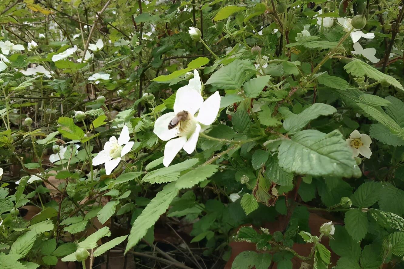 赞美小野花的诗词古句（夏日野花古诗词）