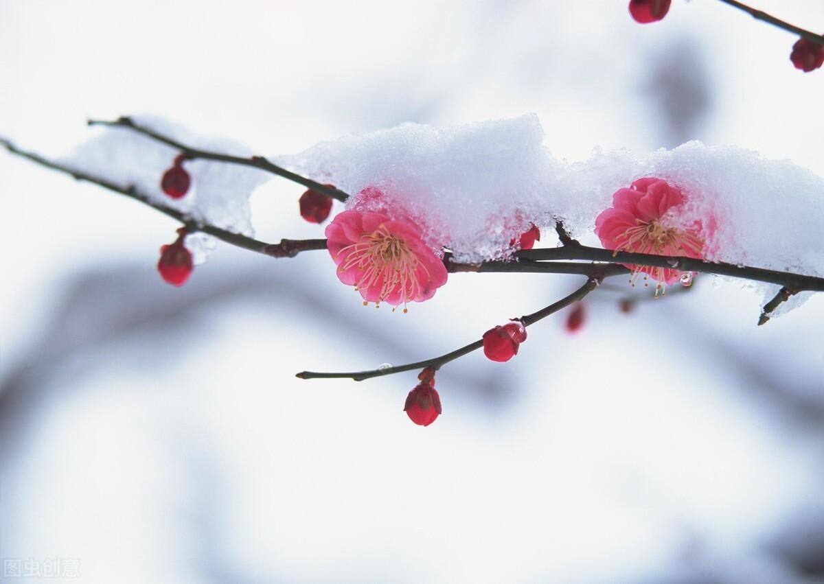 描写雪景的五首古诗词（赞美雪景的诗句）