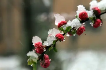 幸福的滋味话题作文（《幸福的回忆》）