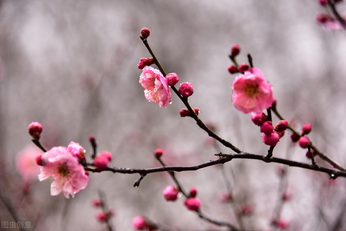 吟咏梅花的六首诗词（赞美梅花的千古名诗词）