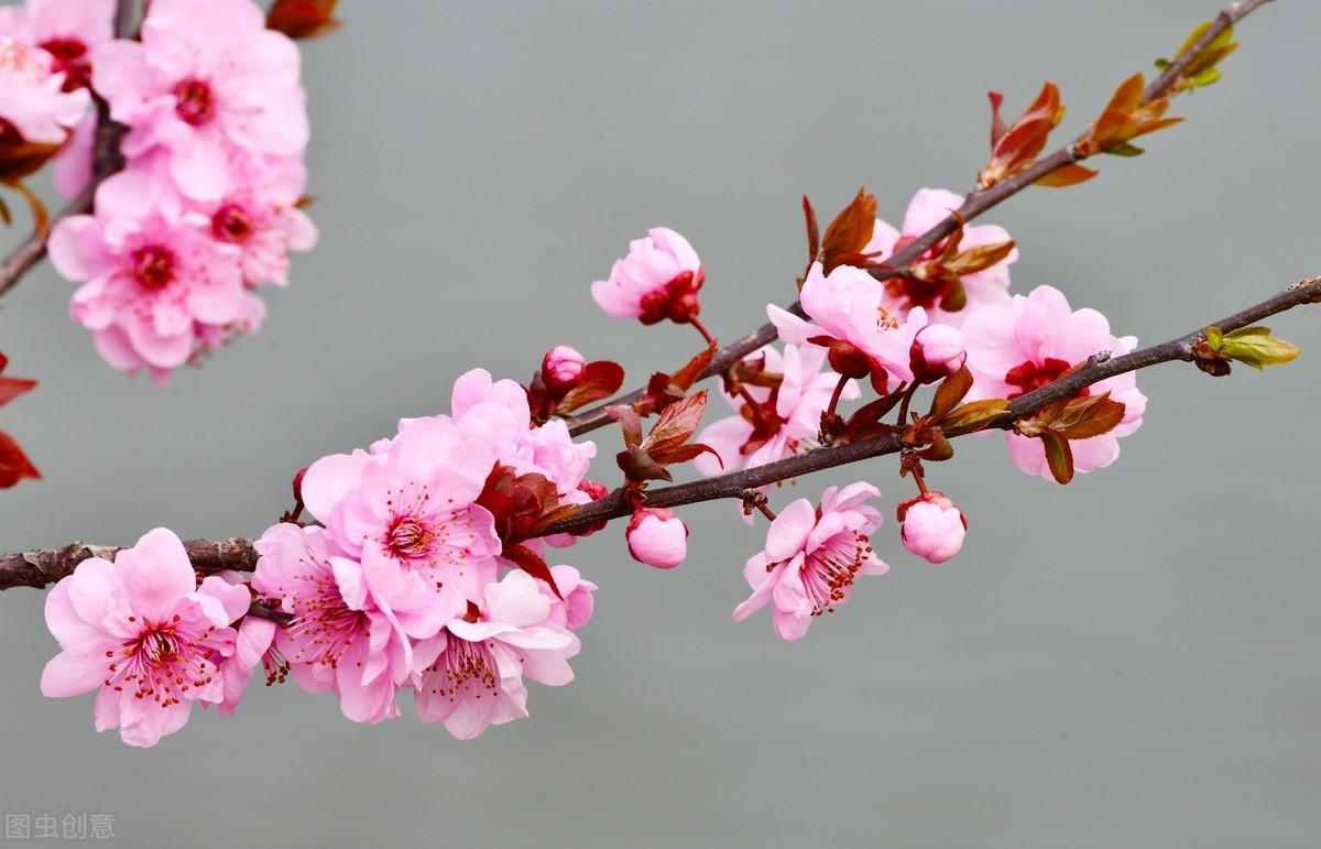 吟咏梅花的六首诗词（赞美梅花的千古名诗词）