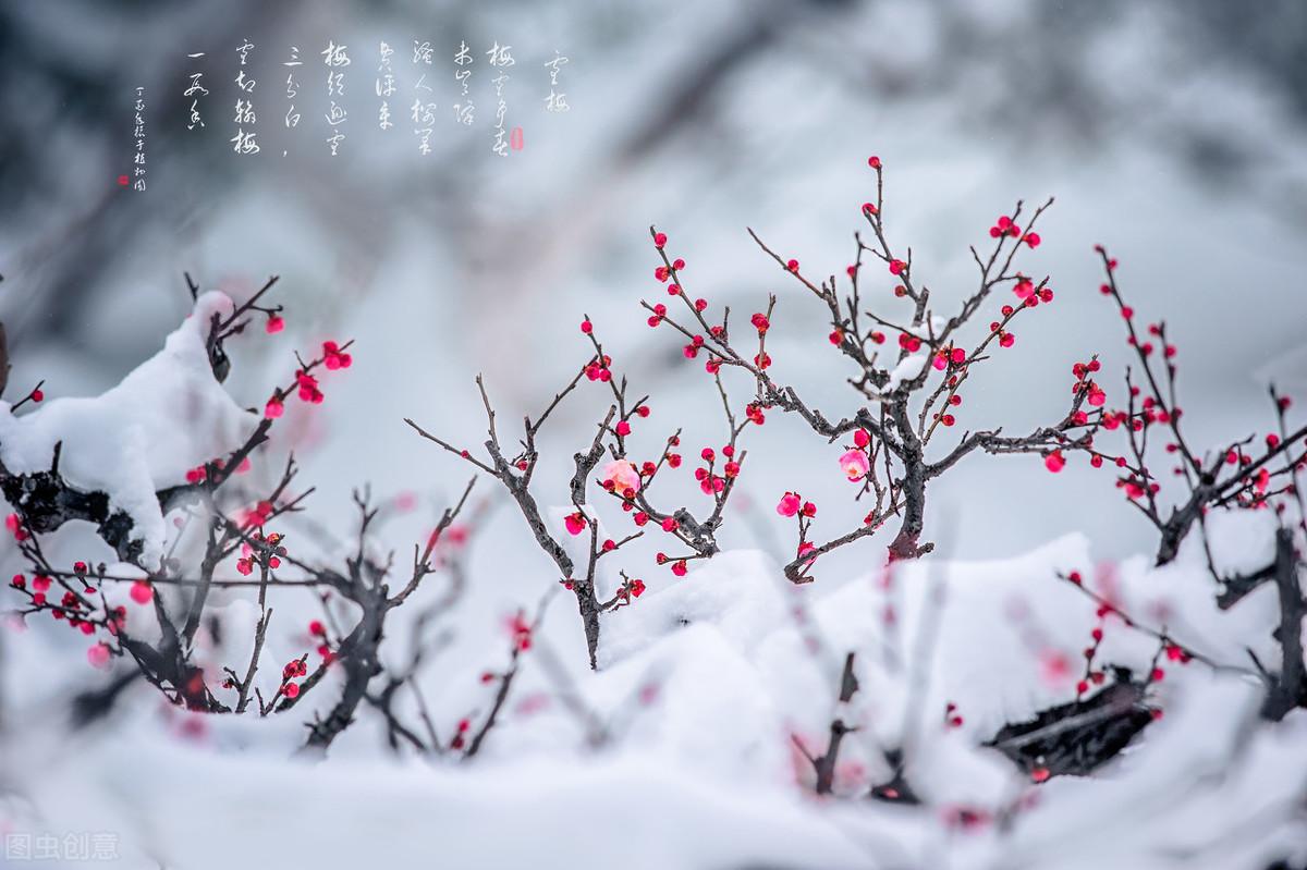 吟咏梅花的六首诗词（赞美梅花的千古名诗词）