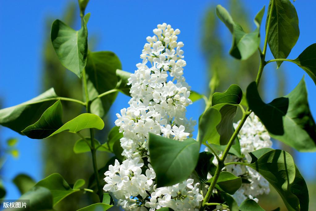 关于丁香花的唯美诗句（赞美丁香诗词的七律）