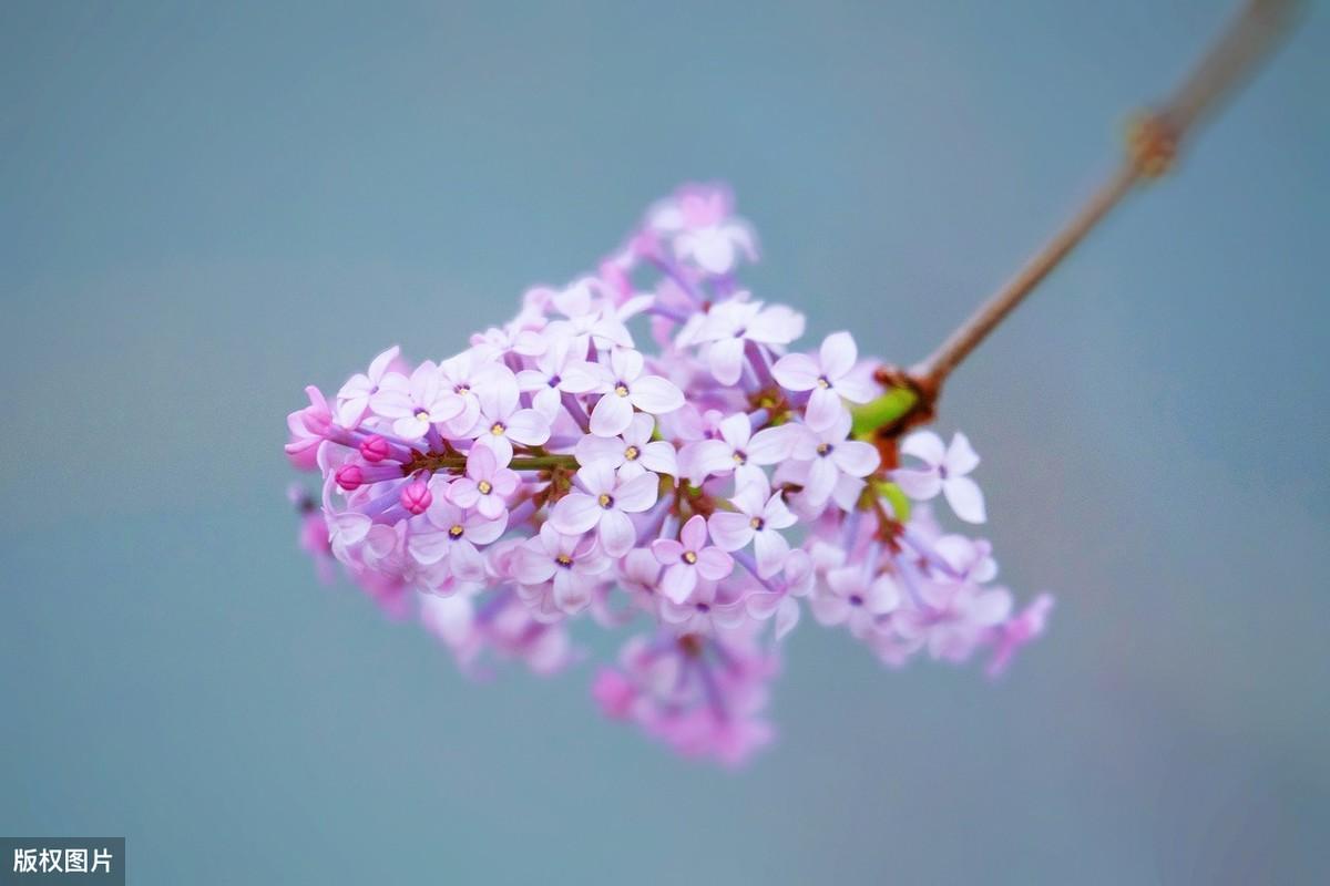 关于丁香花的唯美诗句（赞美丁香诗词的七律）