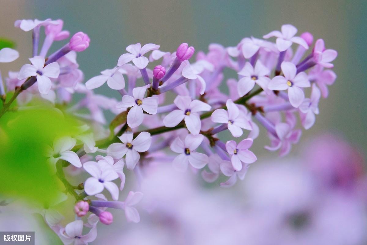 关于丁香花的唯美诗句（赞美丁香诗词的七律）