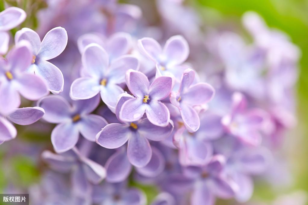 关于丁香花的唯美诗句（赞美丁香诗词的七律）