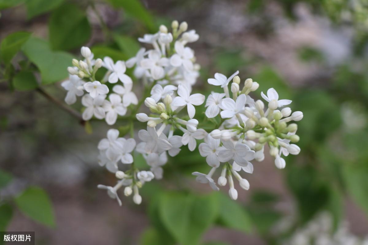 关于丁香花的唯美诗句（赞美丁香诗词的七律）