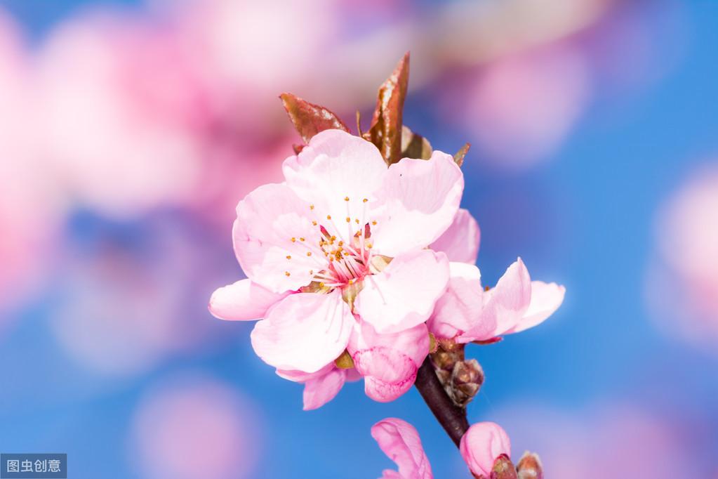 描写桃花的六首诗词（桃花经典诗句）