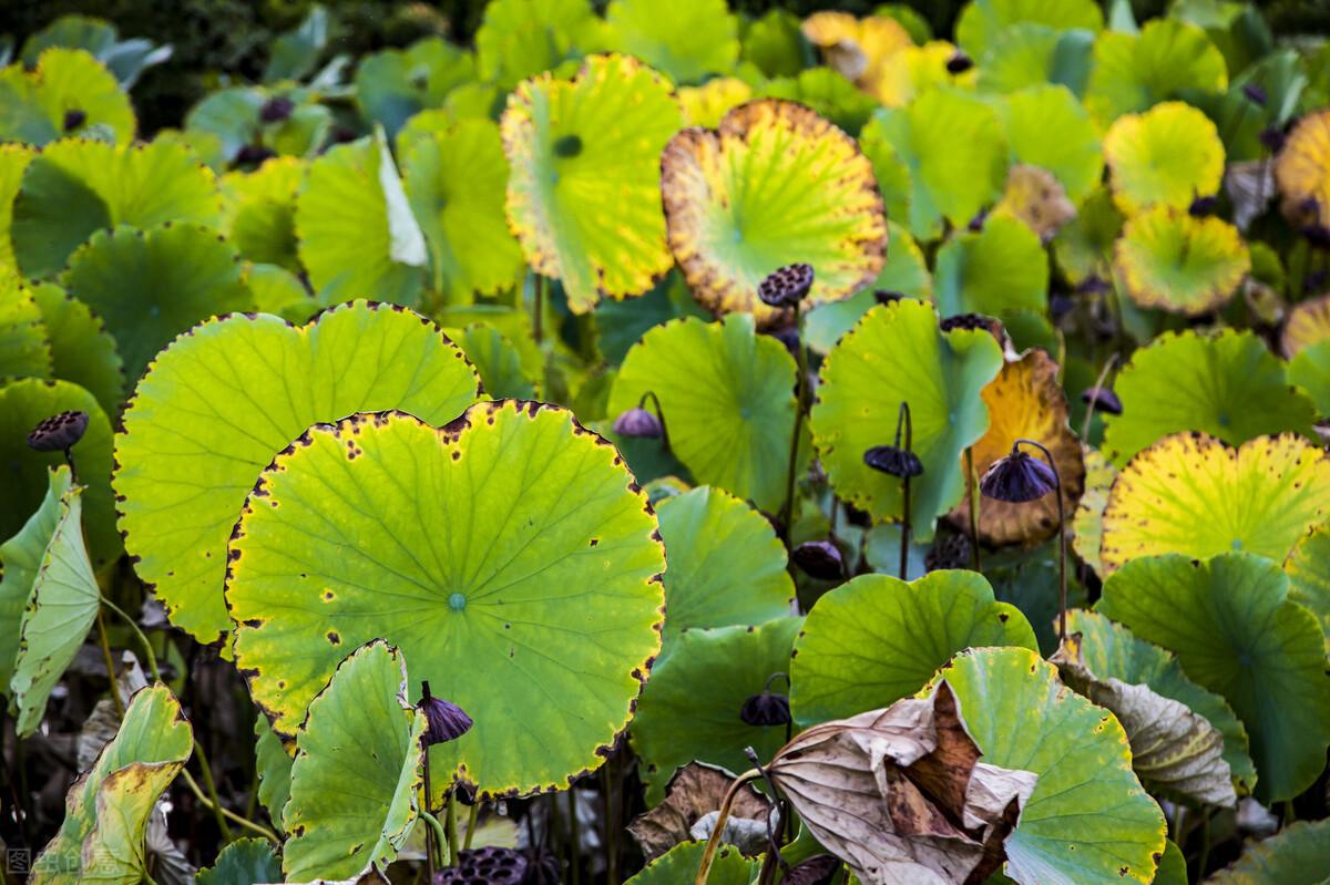 立秋节气古诗词大全（5首立秋古诗词）