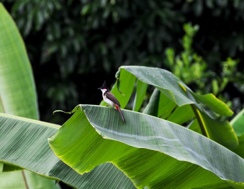 芭蕉叶古诗词大全（赞美芭蕉叶的唯美诗句）