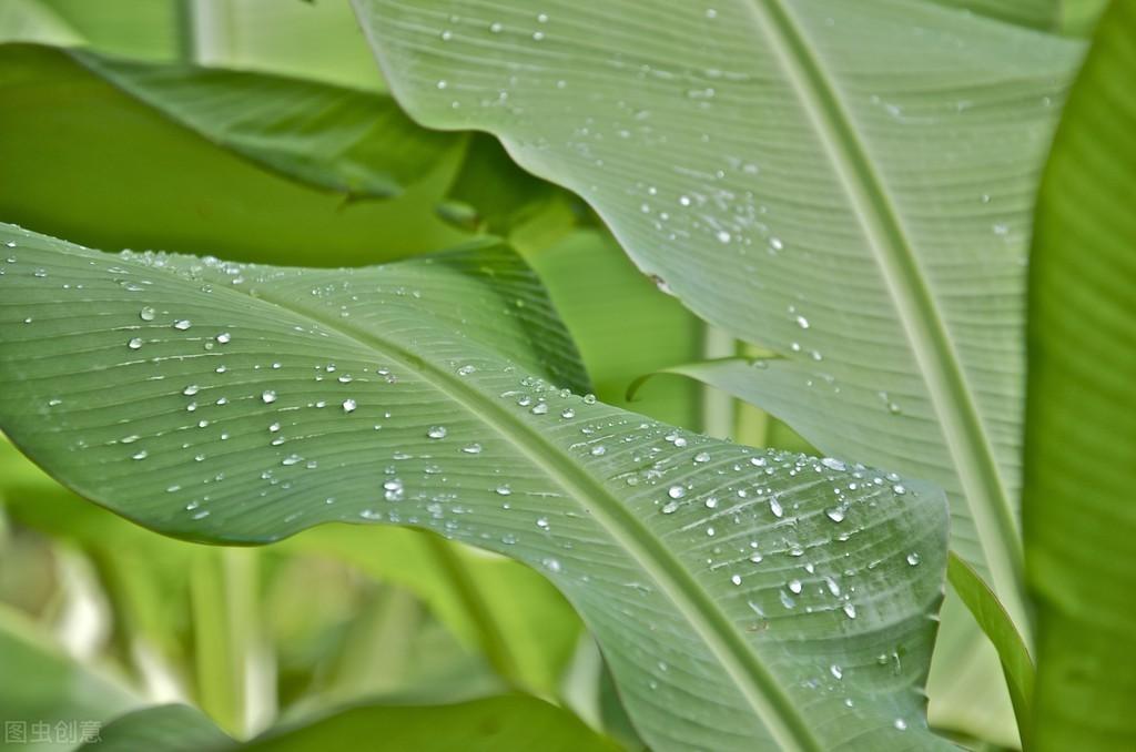 芭蕉叶古诗词大全（赞美芭蕉叶的唯美诗句）