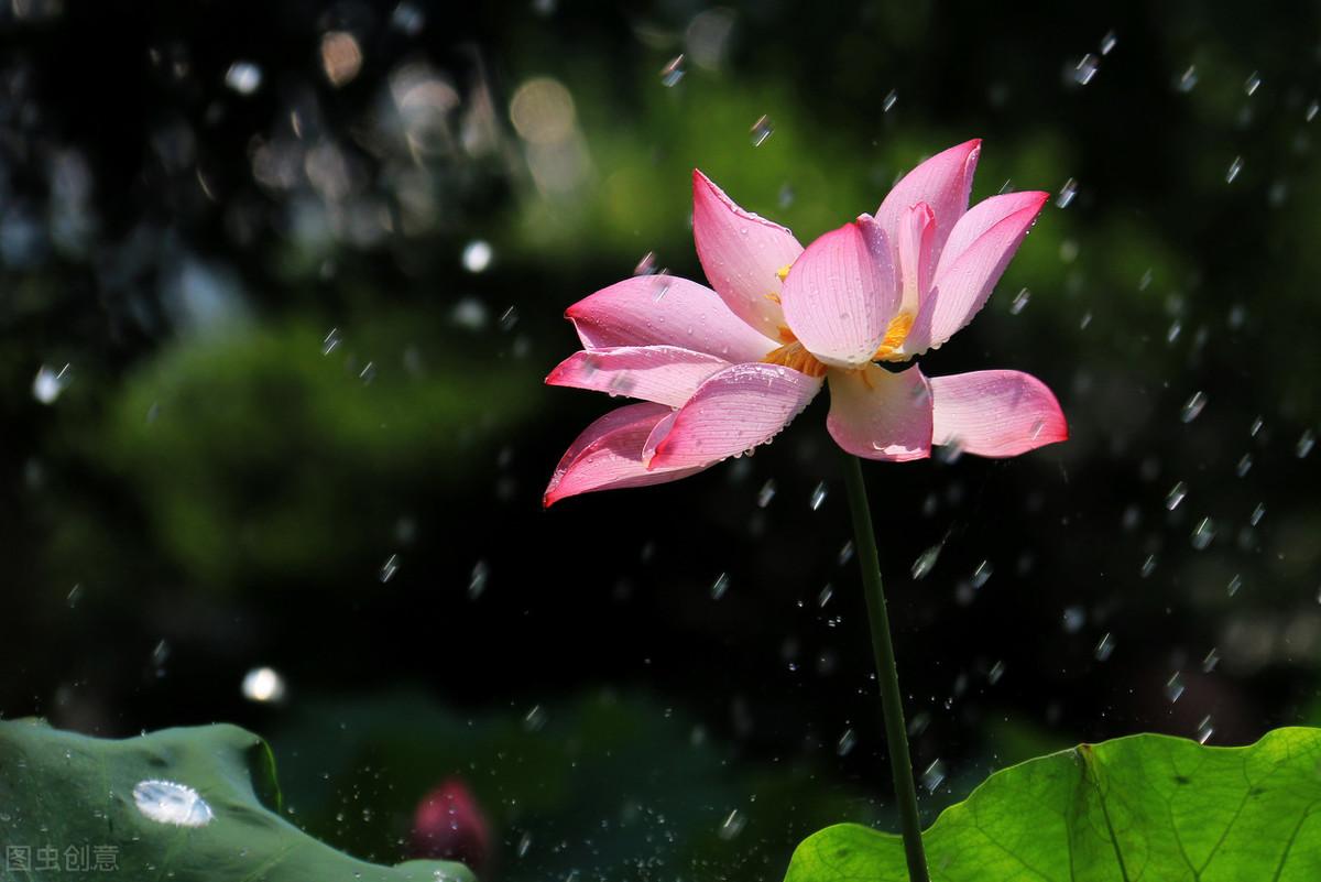 下雨的古诗词唯美（描写雨天的优美诗句）