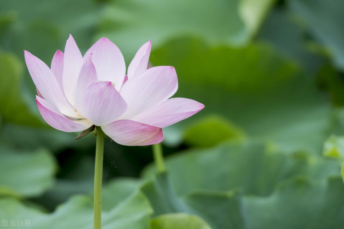 关于荷花的古诗词四句（咏荷花的古诗词）菡萏芙蓉莲红藕红蕖红莲：