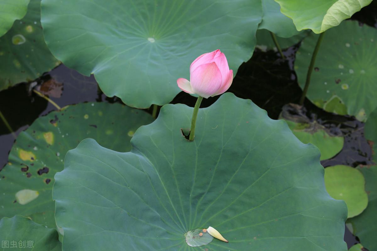 关于荷花的古诗词四句（咏荷花的古诗词）菡萏芙蓉莲红藕红蕖红莲：